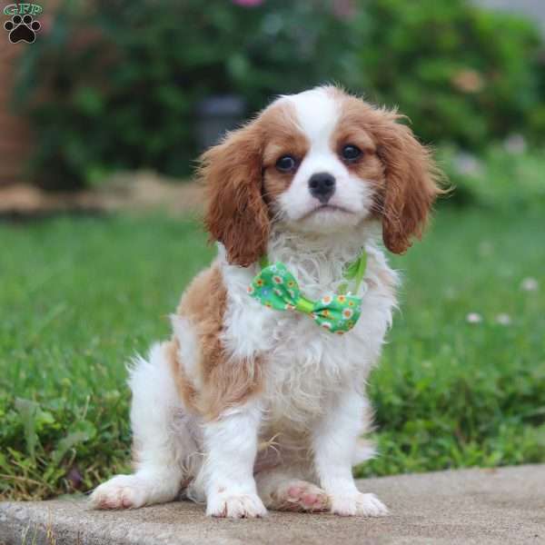 Nico, Cavalier King Charles Spaniel Puppy